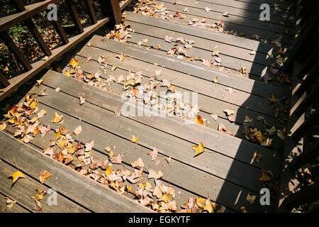 Foglie di autunno sui gradini in legno nel parco Foto Stock