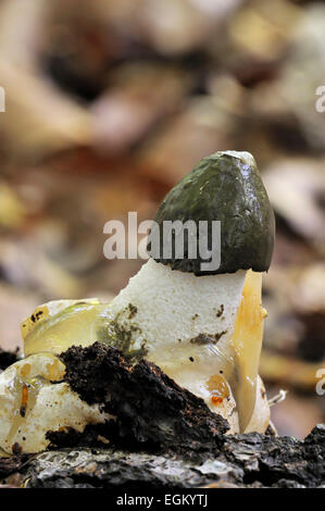 Comuni / stinkhorn dickes-nipes (Phallus impudicus) emergenti nella foresta di autunno Foto Stock