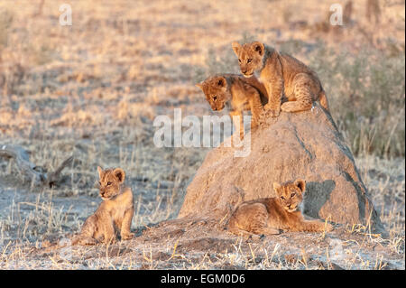 4 Lion cubs, arrampicata su un tumulo termite Foto Stock