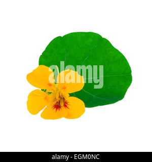 Nasturtium fiore Foto Stock