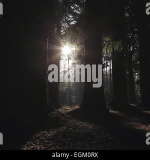 Inverno il sole splende attraverso gli alberi Foto Stock