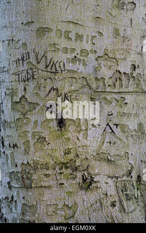 Scolpiti i nomi di graffiti e iniziali nella corteccia di un faggio tronco di albero. Oxfordshire, Regno Unito Foto Stock