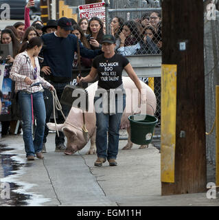 Hollywood, California, USA. Xx Nov, 2014. Un pony e un maiale fatto una comparsa su Jimmy Kimmel Live! Giovedì 20 Novembre 2014 a Hollywood. © David Bro/ZUMA filo/Alamy Live News Foto Stock