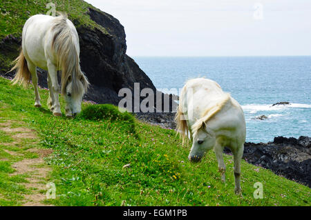 I cavalli bianchi di pascolare su una scogliera costiera, Pembrokeshire, Wales, Regno Unito Foto Stock