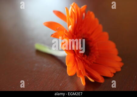 Vista laterale di una Orange Gerbera Daisy Foto Stock