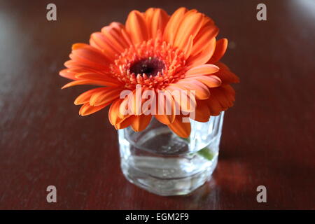 Orange Gerbera Daisy in un piccolo bicchiere Foto Stock