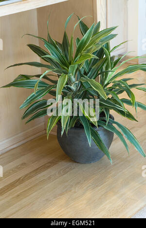 Dracena warneckii nel contenitore del pavimento Foto Stock