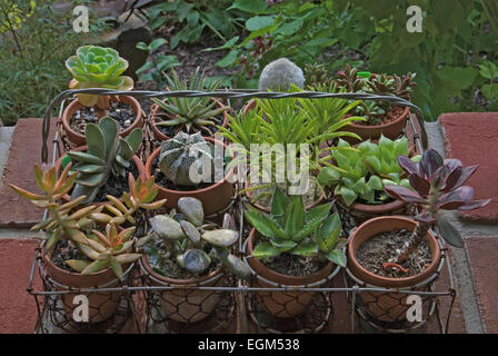 Un assortimento di cactus e piante grasse nel cestello in filo metallico Foto Stock