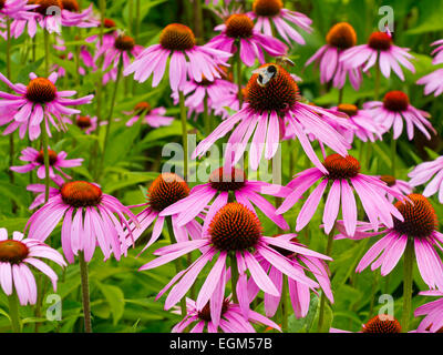 Ape su Echinacea purpurea fiori che crescono in estate una fioritura erbacee pianta con usi medicinali noti anche come coneflower Foto Stock