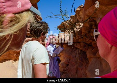 Guida che mostra le piante locali per un gruppo di turisti nel Canyon Colorato, Egitto. Foto Stock