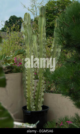 Euphorbia ammak variegata Foto Stock