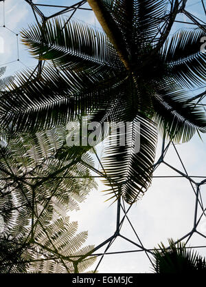 Vista interna geodetica cupole biome all'Eden Project vicino a St Austell Cornwall Inghilterra UK progettato da Nicholas Grimshaw 2001 Foto Stock