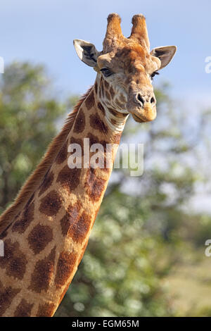 Ritratto di una giraffa (Giraffa camelopardalis) nel Amakhala Game Reserve, Capo orientale, Sud Africa. Foto Stock