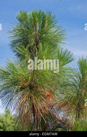 Peccio (Pinus palustris). Foto Stock