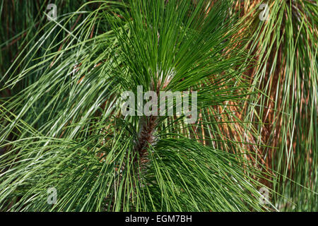 Peccio (Pinus palustris). Foto Stock