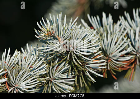 Atlas cedar (Cedrus atlantica). Foto Stock