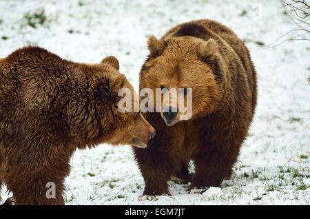 Due comunità orso bruno comunicare gli uni con gli altri Foto Stock