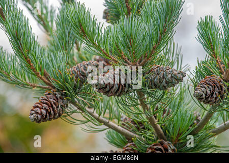 Bianco giapponese pine (Pinus parviflora "Cleary") Foto Stock