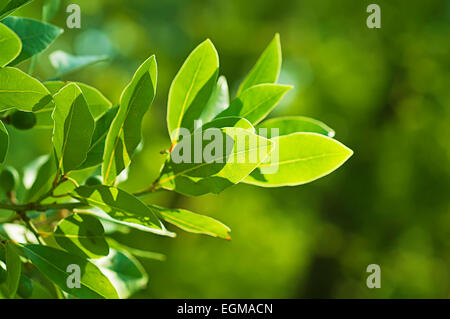 La foglia di alloro cresce in natura Foto Stock