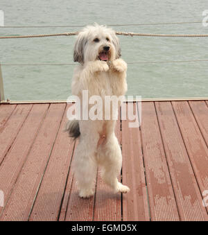 CANNES, Francia - 16 Maggio 2013: "La Gran Bretagna's Got Talent' vincitore Pudsey a photocall al 66° Festival di Cannes per annunciare il suo nuovo film 'Pudsey: il film'. Foto Stock