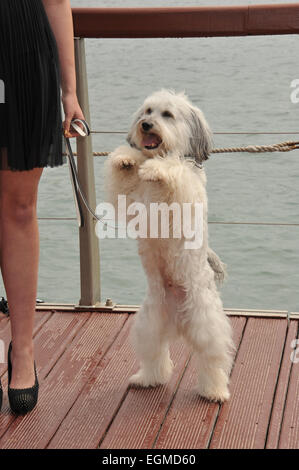 CANNES, Francia - 16 Maggio 2013: "La Gran Bretagna's Got Talent' vincitore Pudsey a photocall al 66° Festival di Cannes per annunciare il suo nuovo film 'Pudsey: il film'. Foto Stock