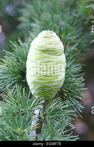 Pigne su albero di cedro Foto Stock