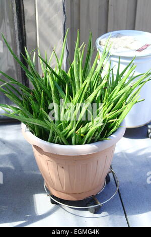 Aloe Vera piante in vaso Foto Stock