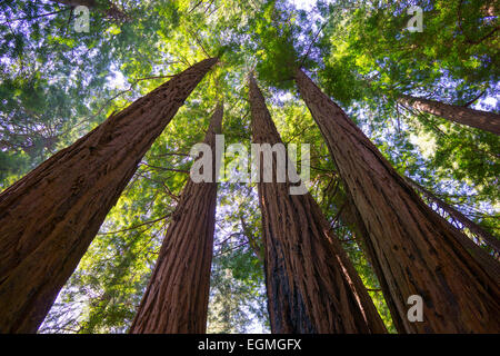 Grandi alberi di sequoia in Muir Woods in una giornata di sole nel nord della California, San Francisco. Foto Stock