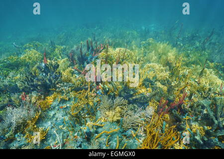 Paesaggio sottomarino su un lussureggiante e colorata barriera corallina del Mar dei Caraibi Foto Stock