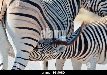 La Burchell zebre (Equus burchelli), puledro in allattamento nel mezzo di una strada di ghiaia, il Parco Nazionale di Etosha, Namibia, Africa Foto Stock