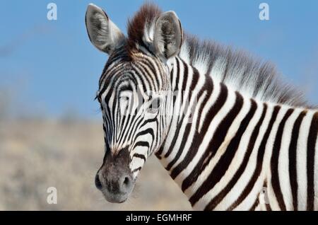 La Burchell zebra (Equus burchelli), giovane puledro, il Parco Nazionale di Etosha, Namibia, Africa Foto Stock