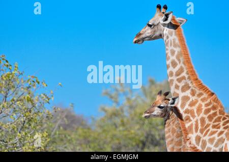 Giraffe (Giraffa camelopardalis), adulti e giovani, il Parco Nazionale di Etosha, Namibia, Africa Foto Stock