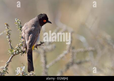 African red-eyed Bulbul (Pycnonotus nigricans), sulla parte superiore di un ramo, Kgalagadi Parco transfrontaliero, Northern Cape, Sud Africa Foto Stock