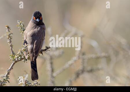 African red-eyed Bulbul (Pycnonotus nigricans), su un ramo, Kgalagadi Parco transfrontaliero, Northern Cape, Sud Africa e Africa Foto Stock