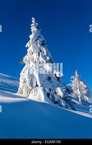 Snovy alberi sulle montagne invernali Foto Stock