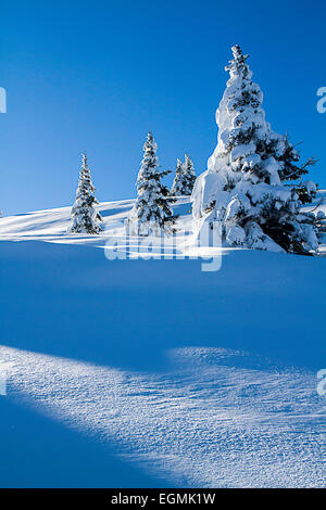 Snovy alberi sulle montagne invernali Foto Stock