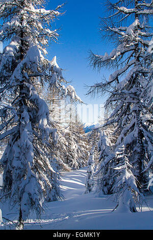 Snovy alberi sulle montagne invernali Foto Stock