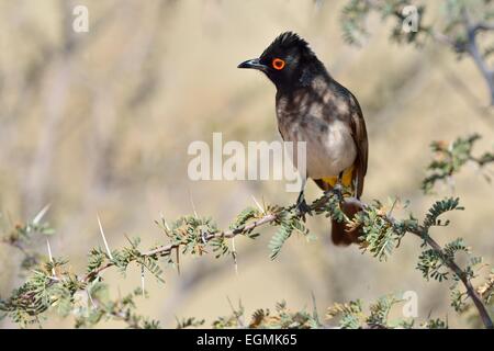 African red-eyed Bulbul (Pycnonotus nigricans), su un ramo, Kgalagadi Parco transfrontaliero, Northern Cape, Sud Africa e Africa Foto Stock