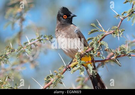 African red-eyed Bulbul (Pycnonotus nigricans), su un ramo, Kgalagadi Parco transfrontaliero, Northern Cape, Sud Africa e Africa Foto Stock