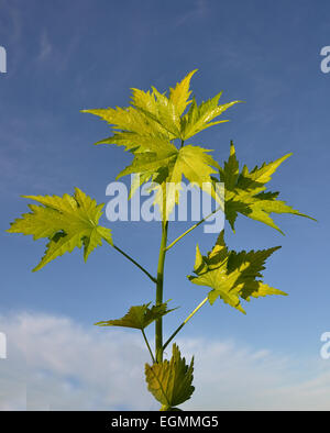 Virginia malva Foto Stock