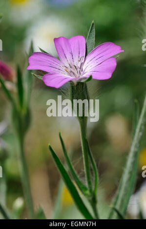 Corncockle - Agrostemma githago rari seminativi fiore selvatico Foto Stock