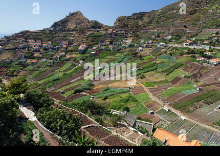 Vista dei campi terrazzati in Camara de Lobos, Madeira, Portogallo Foto Stock