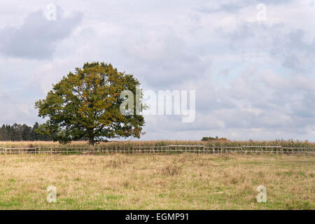 Albero solitario nel campo di grano. Può essere utilizzato come sfondo Foto Stock