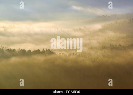 La nebbia al di sopra del Treetops nella luce del mattino, foresta dell'Elba montagne di arenaria, Svizzera Sassone, Bassa Sassonia, Germania Foto Stock