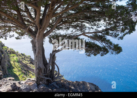 Isole Canarie ginepro (Juniperus cedrus), La Merica, Valle Gran Rey, La Gomera, isole Canarie, Spagna Foto Stock