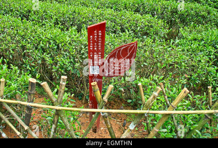 Hong Pao tea - il più costoso il tè nel mondo. Foto Stock