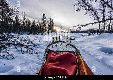 Vista in prima persona da una slitta trainata da Husky che attraversano la neve a Geilo, Norvegia. Foto Stock