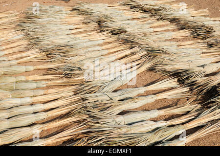 Indian erba spazzole reed di essiccazione al sole il Rajasthan in India Foto Stock