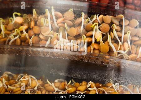 I germogli di lenticchie nel vassoio di germinazione Foto Stock