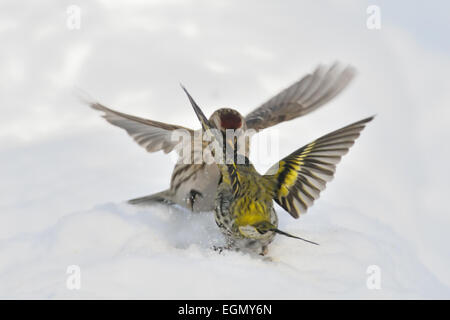 Inverno Battaglia di lucherino e Redpoll sulla neve Foto Stock